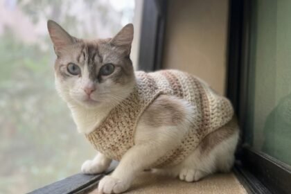 crochet pet sweaters free patterns