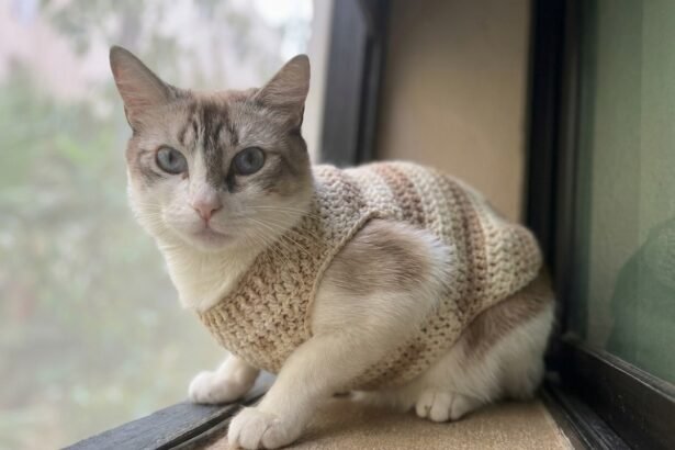 crochet pet sweaters free patterns